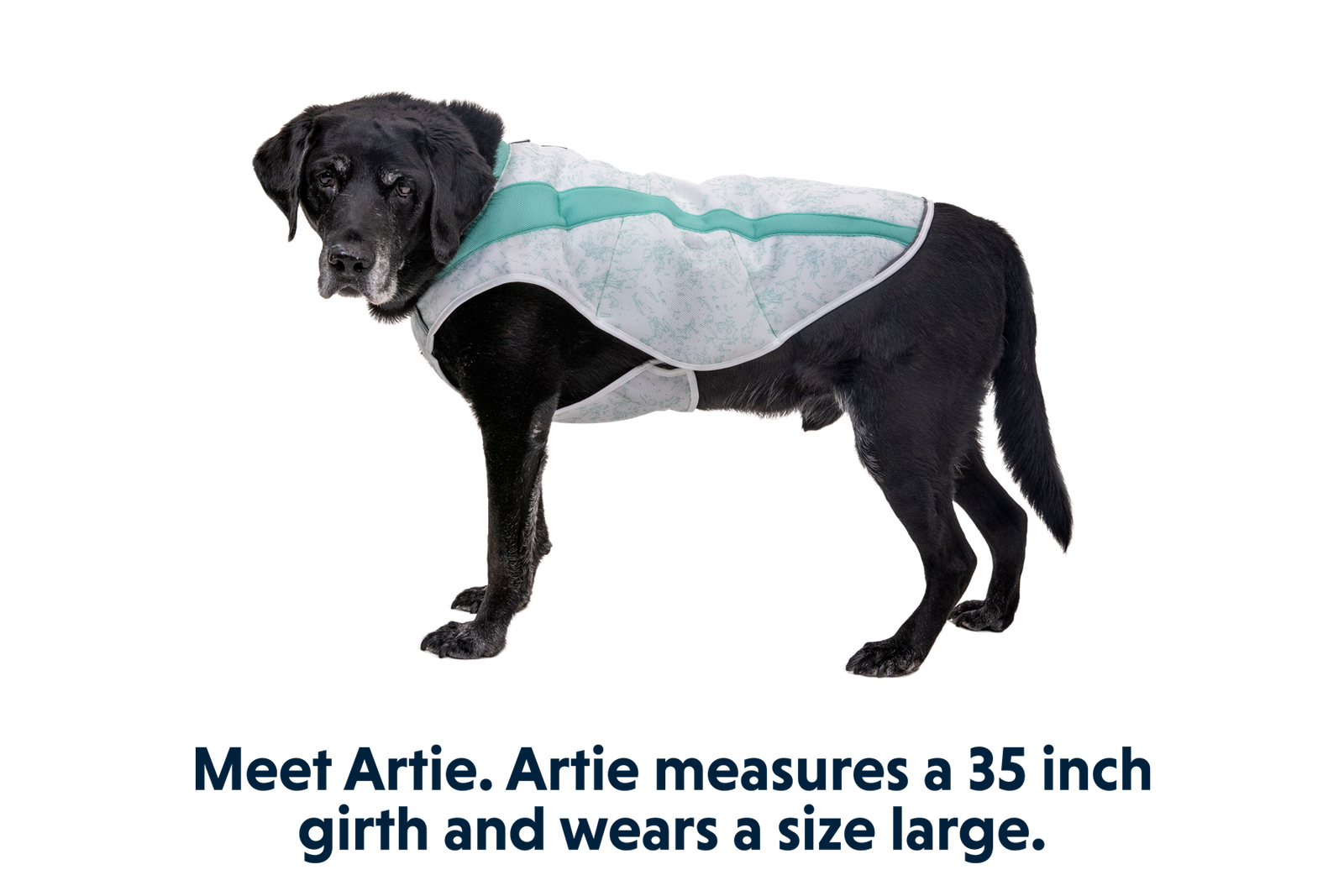 Swamp Cooler™ Cooling Dog Vest - Image 40