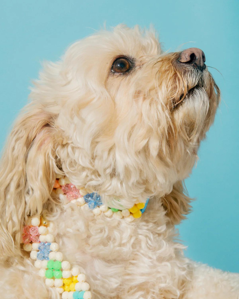 Broadway Beaded Dog Collar in Matinee (Made in the USA) - Image 7