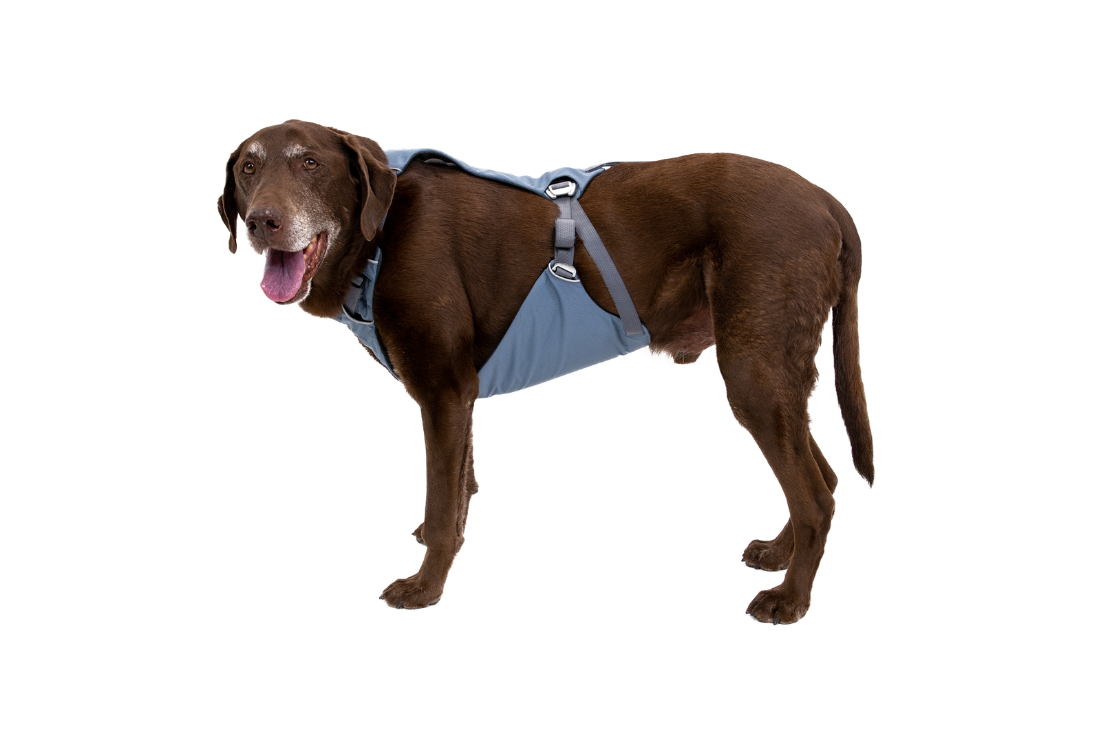 Load Up™ Dog Car Harness - Image 10