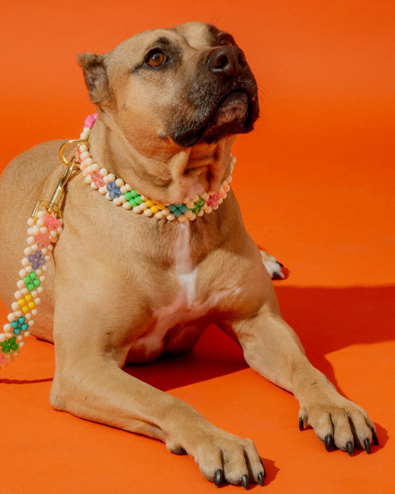 Broadway Beaded Dog Collar in Matinee (Made in the USA) - Image 9