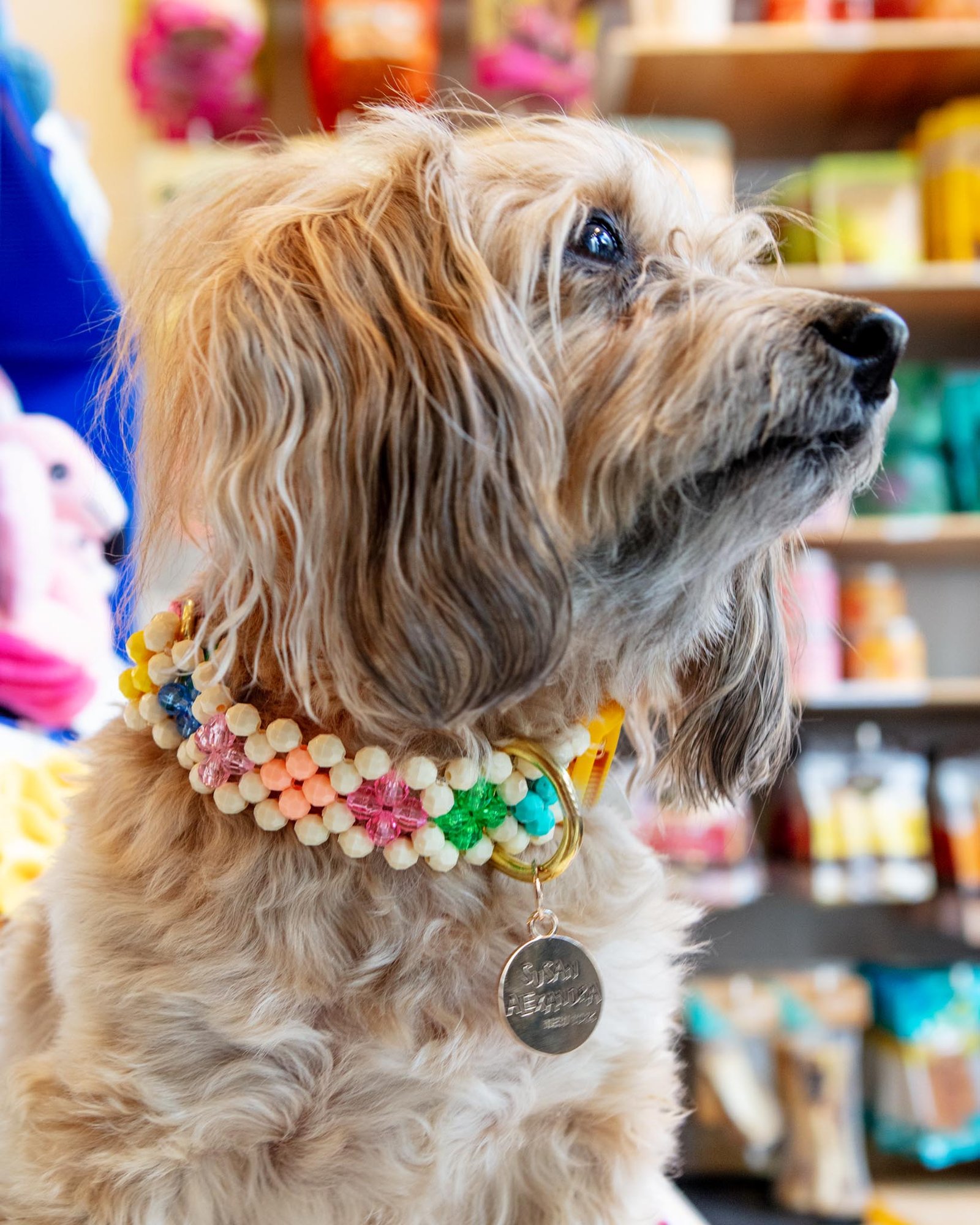 Broadway Beaded Dog Collar in Matinee (Made in the USA) - Image 3