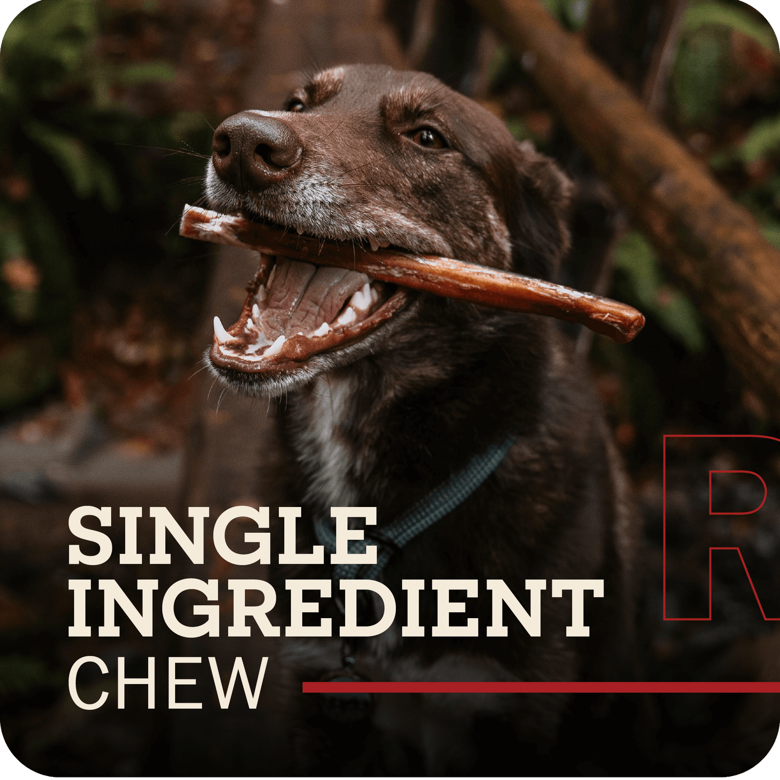 Bully Sticks Party Pack - Image 3