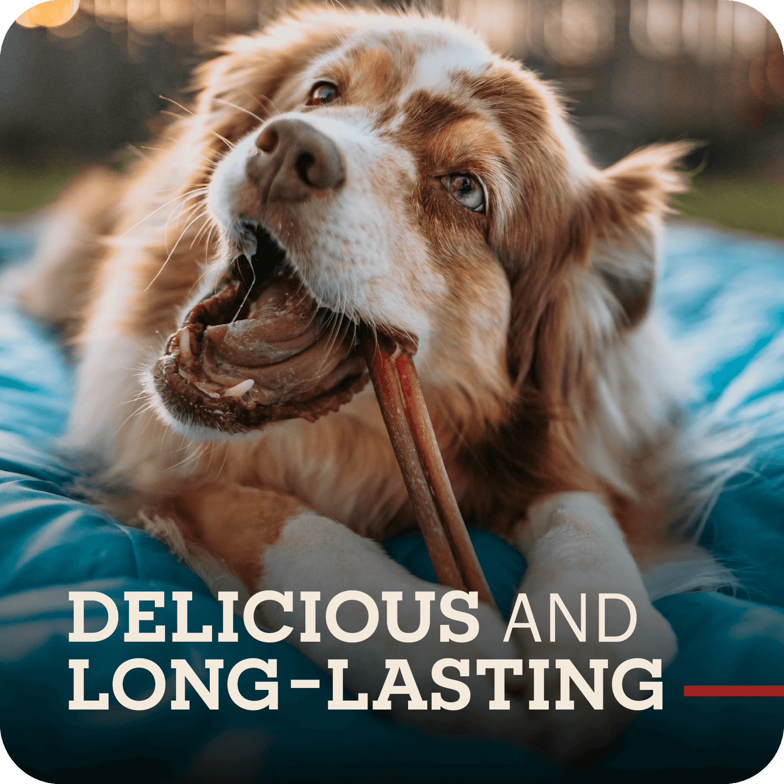 Bully Sticks Party Pack - Image 7