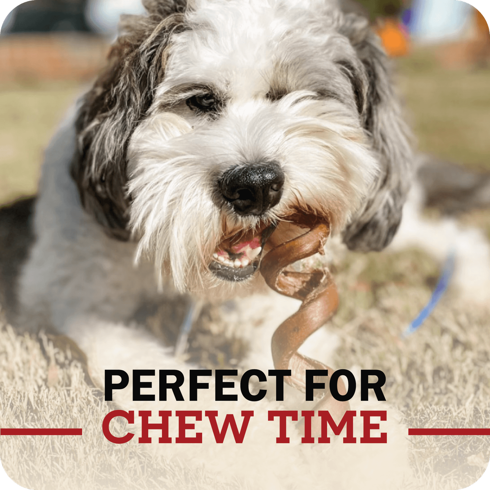 Bully Sticks Party Pack - Image 8