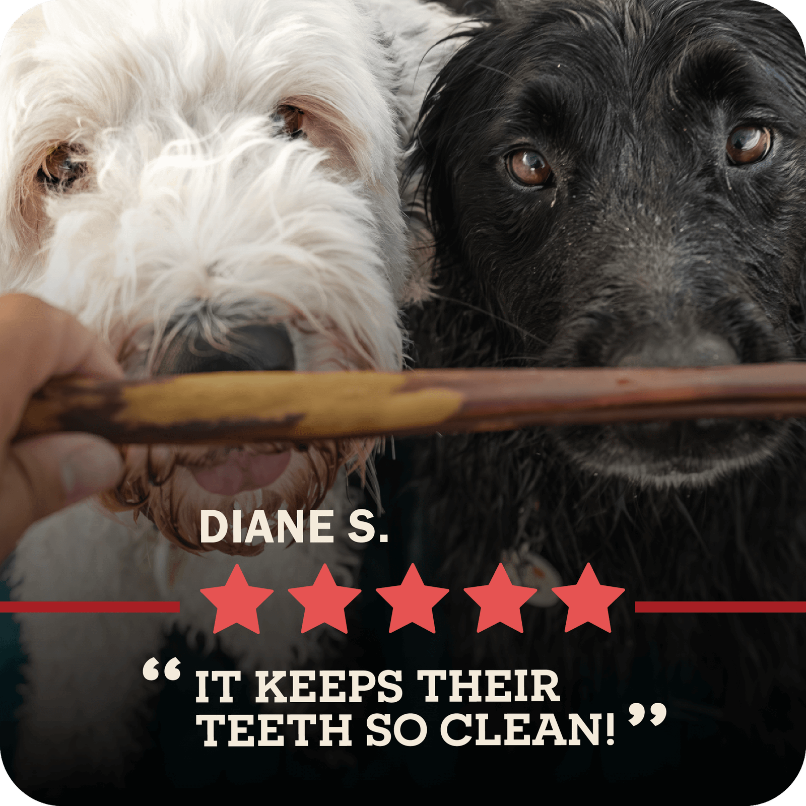 Bully Sticks Party Pack - Image 12