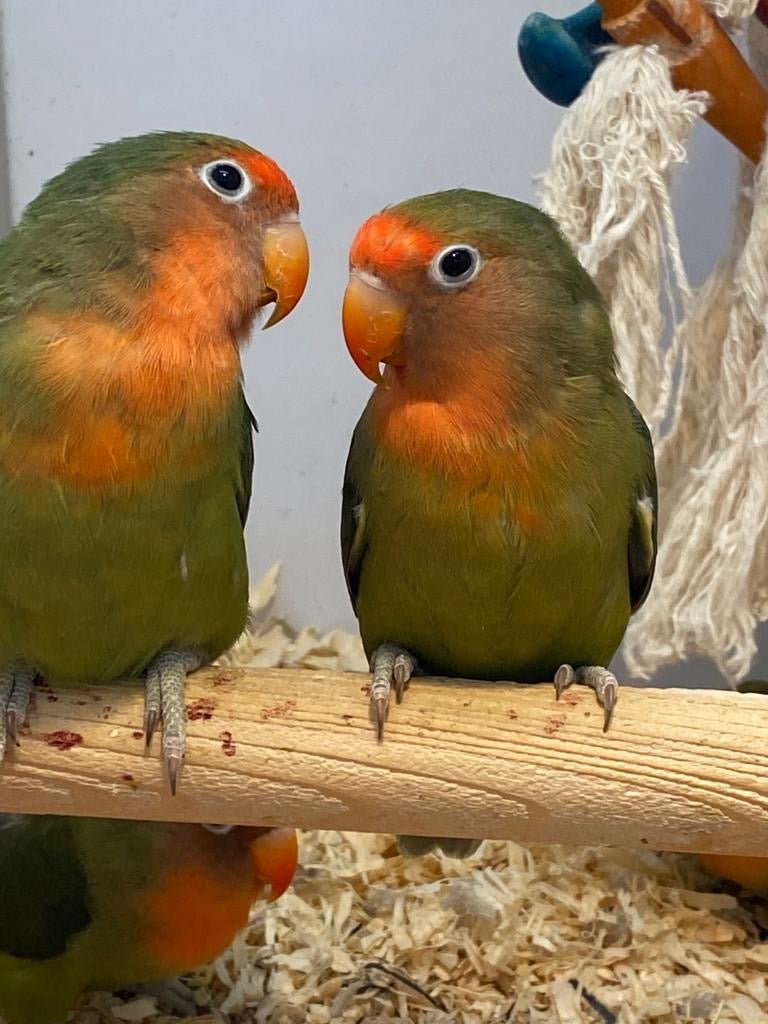 Lovebird Pied (Fischer's) - Image 2