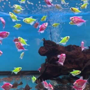 Glow Tetra