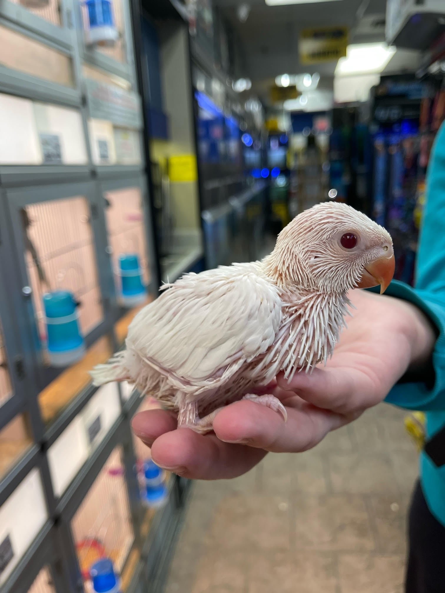Baby Indian Ringneck (Albino) - Image 3