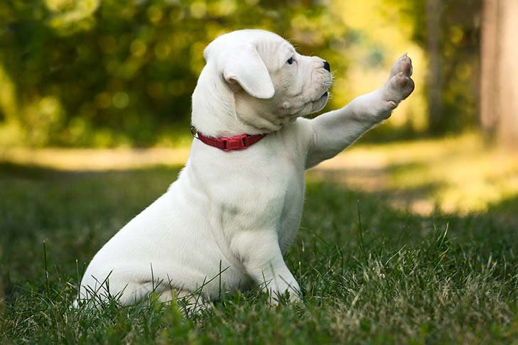 Dogo Argentino