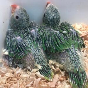 Baby Indian Ringneck (Green)