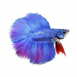 FISH FANCY BETTA