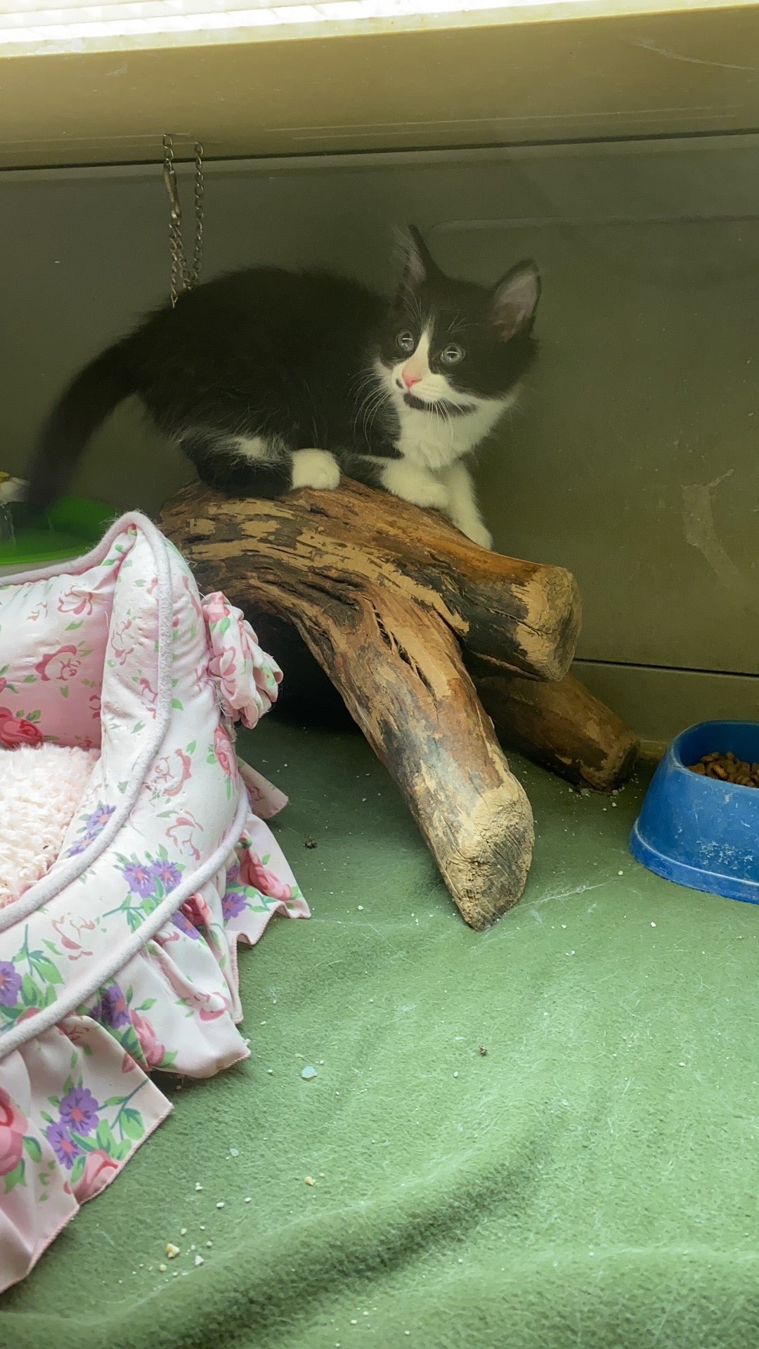 Kitten Domestic (Local Bred) - Image 2