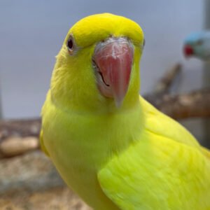 Indian Ring Neck (LUTINO) Female