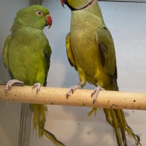 Indian Ring Neck (untamed) Adult (Pair)