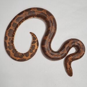 BOA KENYAN SAND 0.1