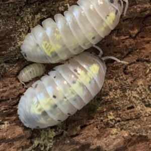 Armadilllidium Magic Potion Japanese Line Mix (10+)