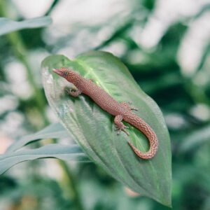 GECKO OCELLATED