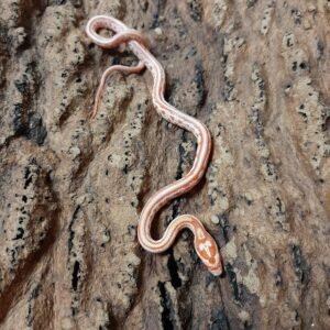 Corn Snake tessera Amel
