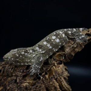 GECKO LEACHIANUS ASSORTED