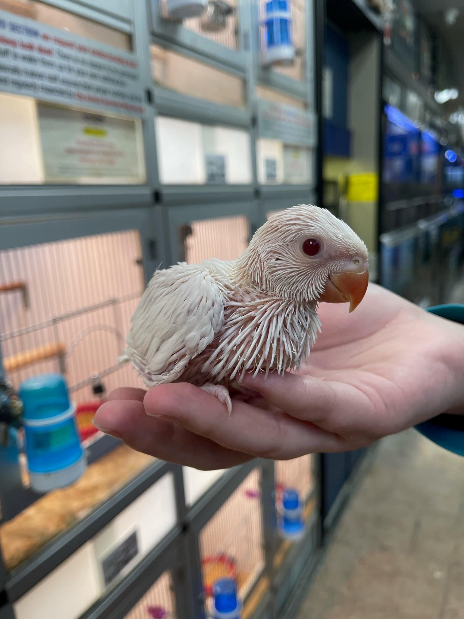 Baby Indian Ringneck (Albino) - Image 4