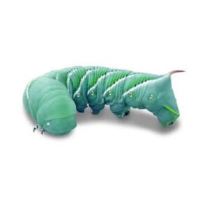 Worms