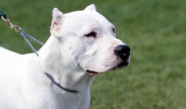 Dogo Argentino - Image 4