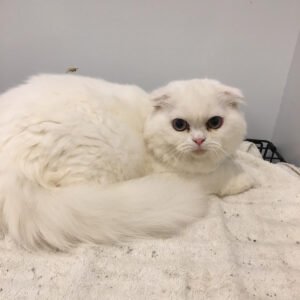 Scottish Fold (Imported)