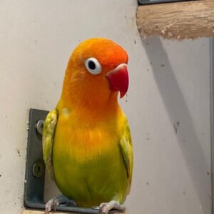 Lovebird (Fischer's)