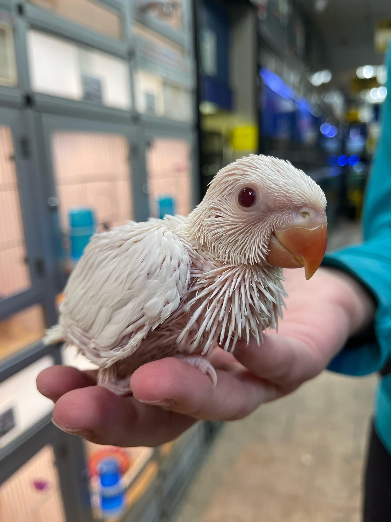 Baby Indian Ringneck (Albino) - Image 5