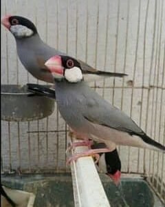 Finch Java Grey