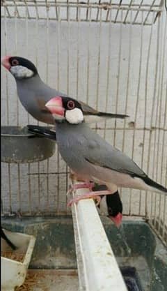 Finch Java Grey