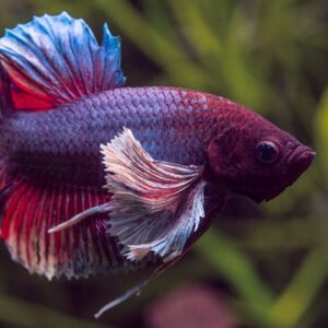 Betta Elephant Ear (Plaket)