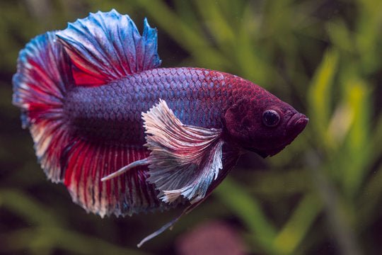 Betta Elephant Ear (Plaket)