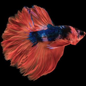 BETTA MALE PREMIUM ROSE PETAL