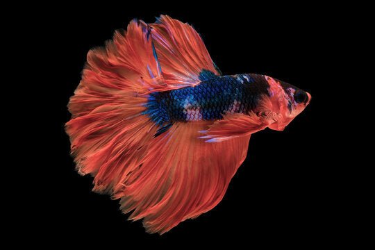 BETTA MALE PREMIUM ROSE PETAL
