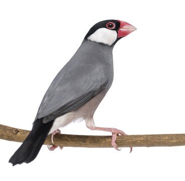 Finch Java Grey - Image 2