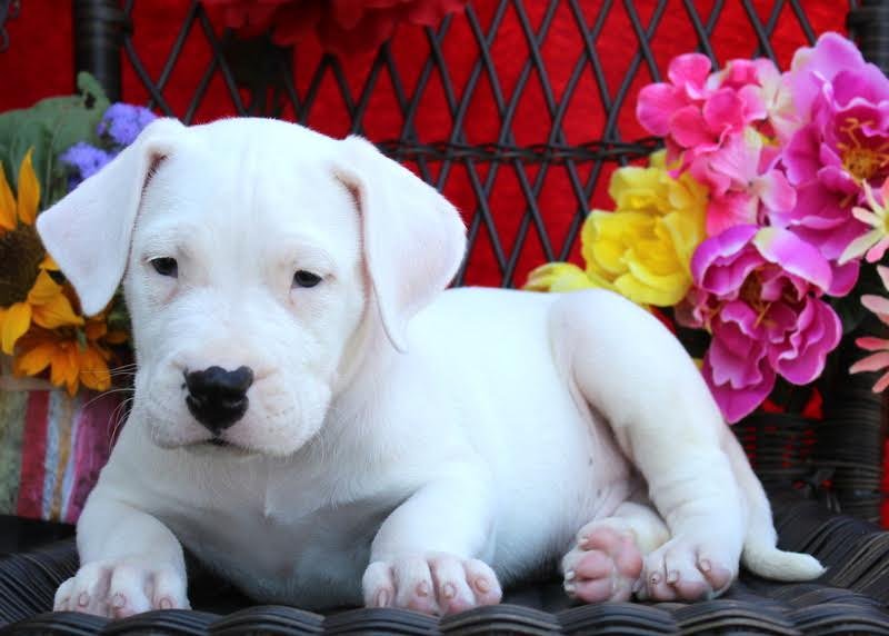 Dogo Argentino - Image 3