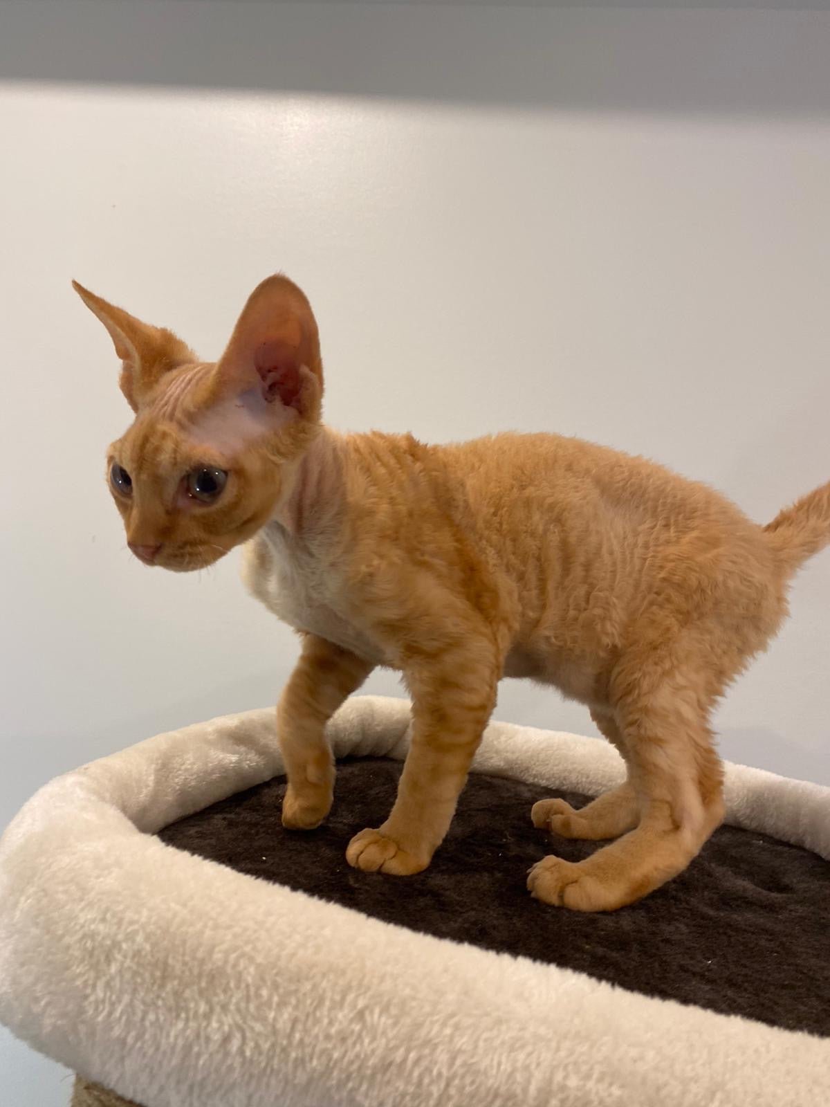 Devon Rex - Image 3