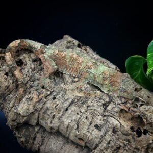 GECKO CHAHOUA ASSORTED