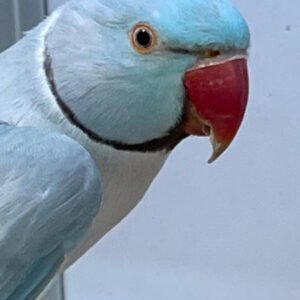 Indian Ring Neck (SILVER BLUE) Male