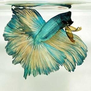 Betta Rose Tail