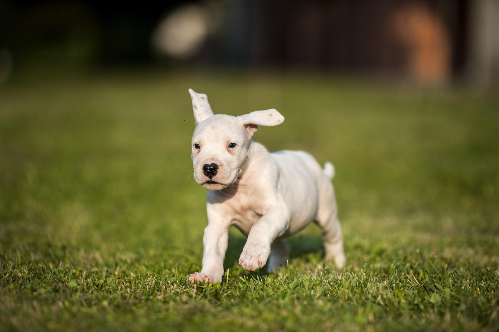 Dogo Argentino - Image 2