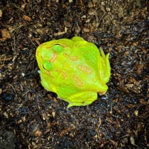 FROG ALBINO HORNED (C. CRANWELLI)