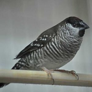 Cherry Finch