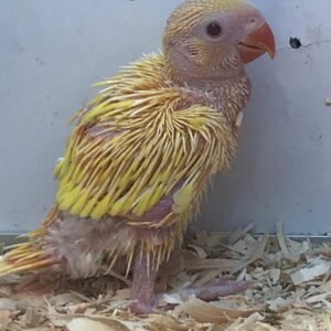 Baby Indian Ringneck (Lutino)