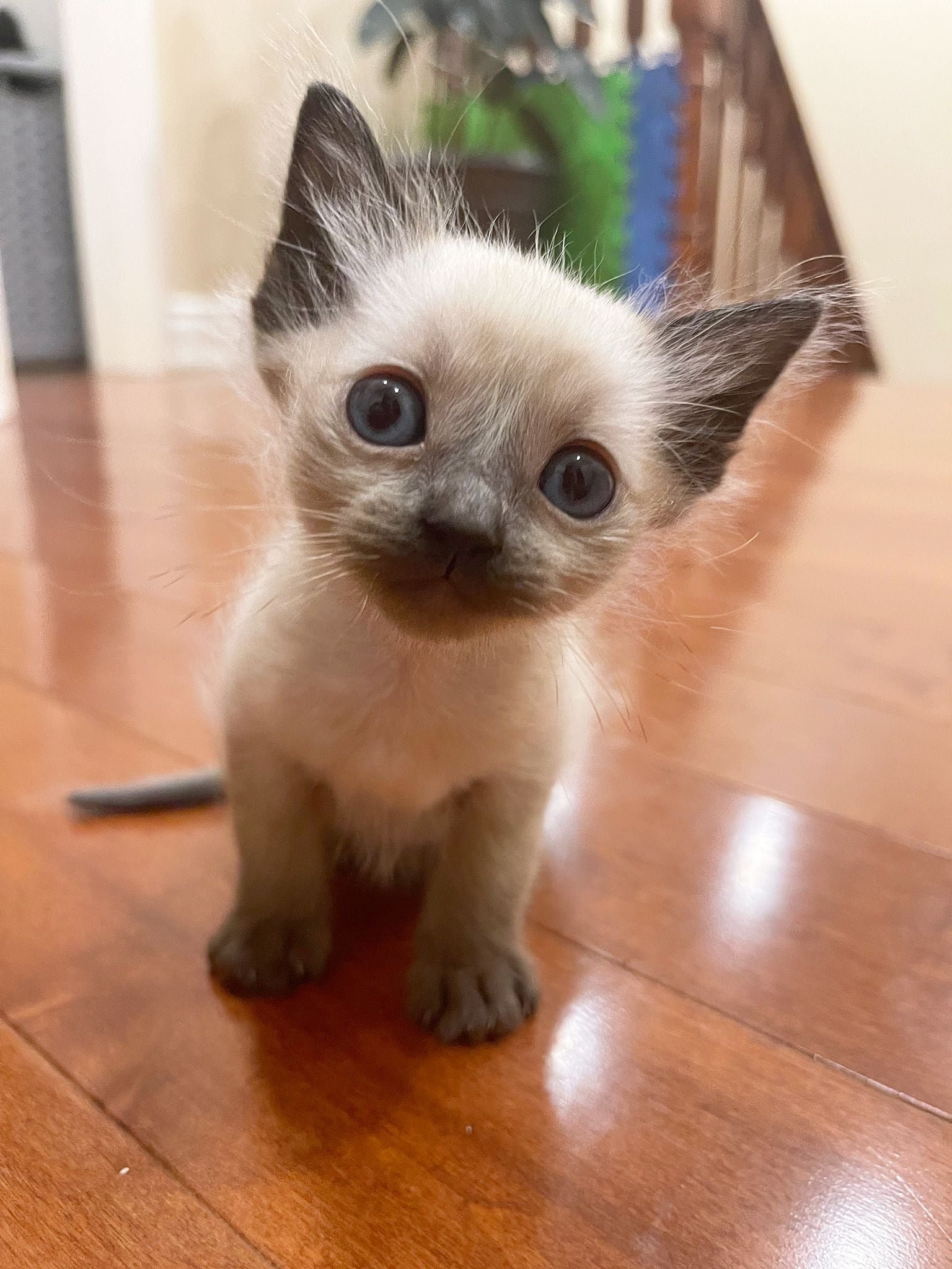 Balinese (MICRO)