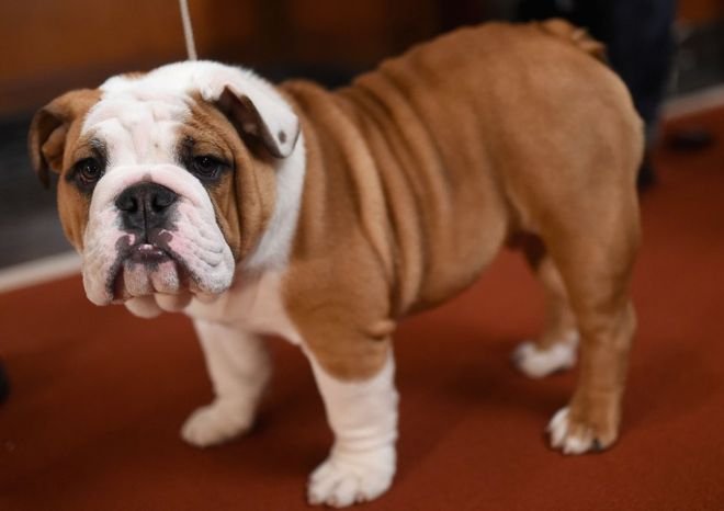 English Bulldog - Image 4