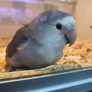 Lovebird (Baby Grey White Factor Hand-Tamed)