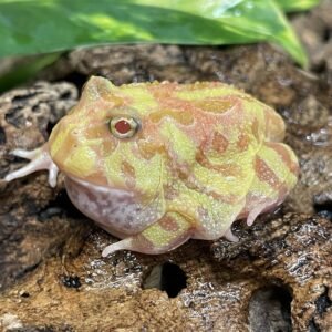 FROG APRICOT HORNED (C. CRANWELLI)