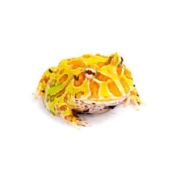 Frog Albino Pacman